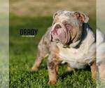 Small Photo #1 Bulldog Puppy For Sale in HOUSTON, TX, USA
