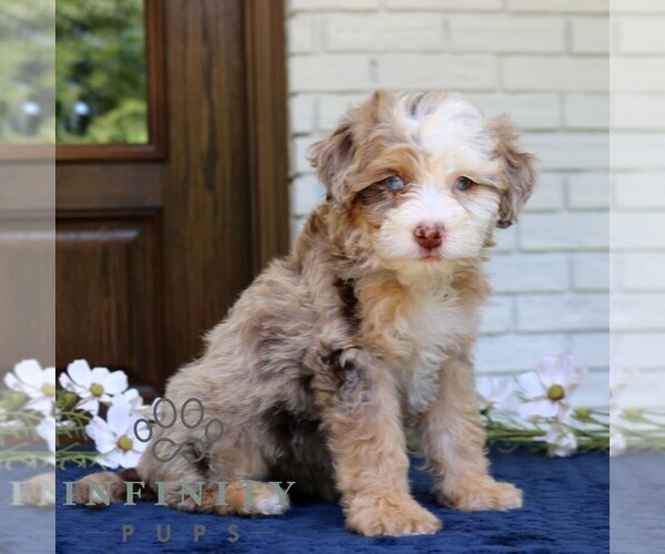 Medium Photo #1 Bernedoodle (Miniature) Puppy For Sale in NARVON, PA, USA