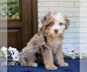 Bernedoodle (Miniature) Puppy for sale in NARVON, PA, USA