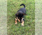 Small #1 Mutt