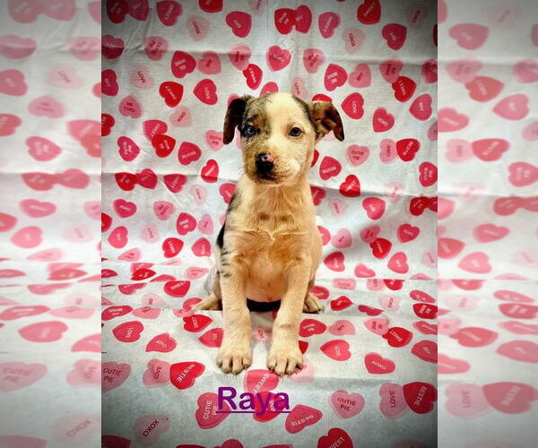 Medium Photo #2 Mutt Puppy For Sale in Mooresville, NC, USA