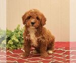 Small Photo #3 Goldendoodle (Miniature) Puppy For Sale in EPHRATA, PA, USA