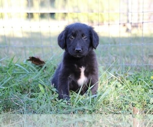 Gollie Puppy for sale in KINGSPORT, TN, USA