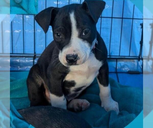 Medium Photo #1 American Staffordshire Terrier-Labrador Retriever Mix Puppy For Sale in San Antonio, TX, USA