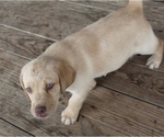 Small Photo #18 Labrador Retriever Puppy For Sale in MANSFIELD, MO, USA