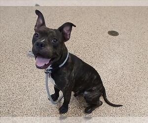 American Pit Bull Terrier Dogs for adoption in Springfield, MA, USA