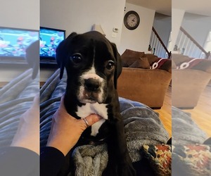 Boxer Puppy for sale in CHESTER, CT, USA