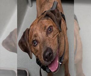 Mutt Dogs for adoption in Lee's Summit, MO, USA