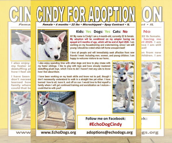 Medium Photo #3 Unknown-white german shepherd Mix Puppy For Sale in Hoffman Estates, IL, USA