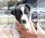 Small #1 Mutt