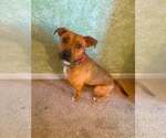 Small #2 American Staffordshire Terrier Mix