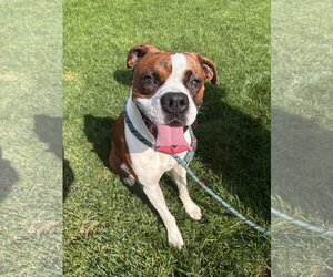 Boxer Dogs for adoption in Woodbury, MN, USA