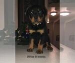 Small Photo #9 Rottweiler Puppy For Sale in VICTORVILLE, CA, USA