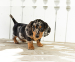 Small #3 Dachshund