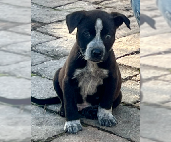 Medium Photo #1 Labrador Retriever-Unknown Mix Puppy For Sale in Decatur, GA, USA