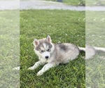 Small #1 Siberian Husky