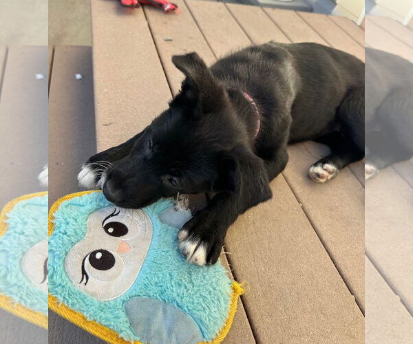 Medium Photo #2 Labrador Retriever-Unknown Mix Puppy For Sale in Sandy, UT, USA