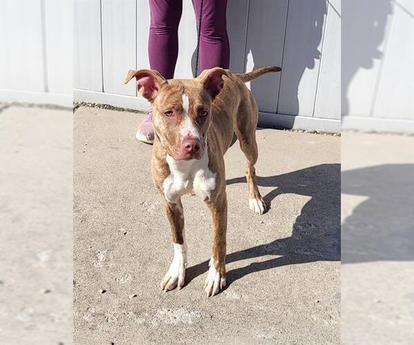 Medium Photo #1 American Pit Bull Terrier-Unknown Mix Puppy For Sale in Louisville, KY, USA