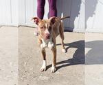 Small American Pit Bull Terrier Mix