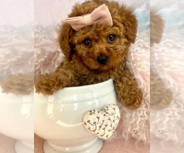 Medium Photo #7 Poodle (Toy) Puppy For Sale in ORLANDO, FL, USA