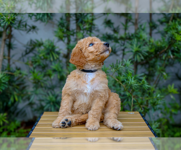 Medium Photo #19 Goldendoodle Puppy For Sale in MIAMI, FL, USA