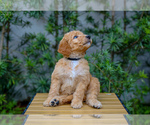 Small #2 Goldendoodle