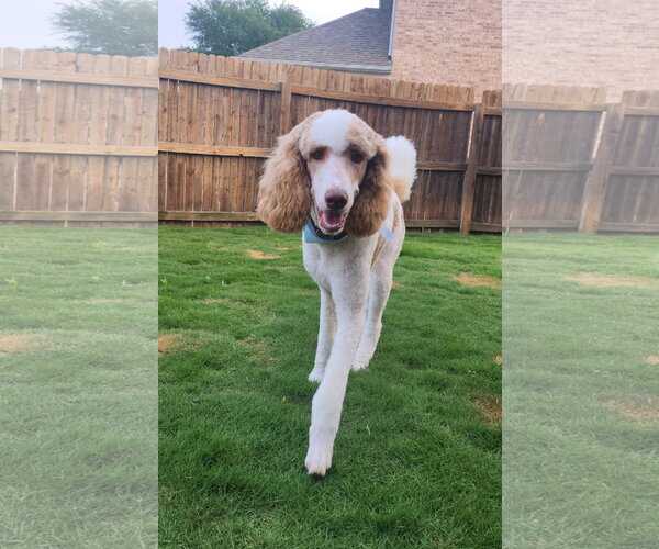 Medium Photo #3 Poodle (Standard) Puppy For Sale in McKinney, TX, USA