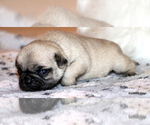 Small Photo #61 Pug Puppy For Sale in WINNSBORO, TX, USA