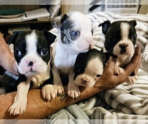 Boston Terrier Puppy for sale in PLAINFIELD, IN, USA
