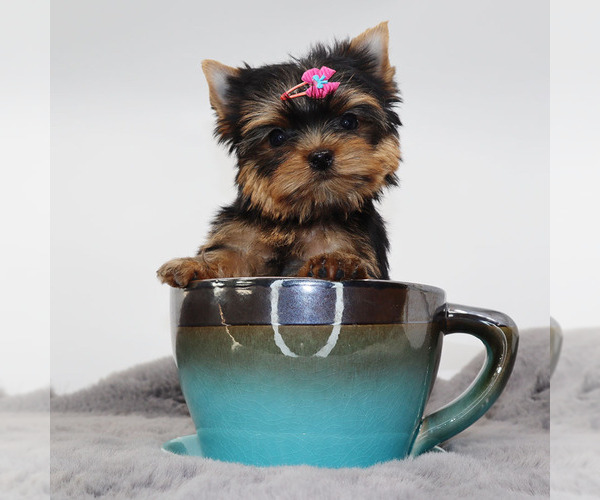 Medium Photo #2 Yorkshire Terrier Puppy For Sale in LOS ANGELES, CA, USA
