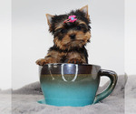 Small #1 Yorkshire Terrier