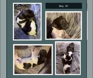 German Shorthaired Pointer Puppy for sale in SALEM, OR, USA