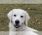 Small Photo #37 English Cream Golden Retriever Puppy For Sale in RINGGOLD, GA, USA