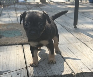 Chiweenie Puppy for sale in HUBERT, NC, USA