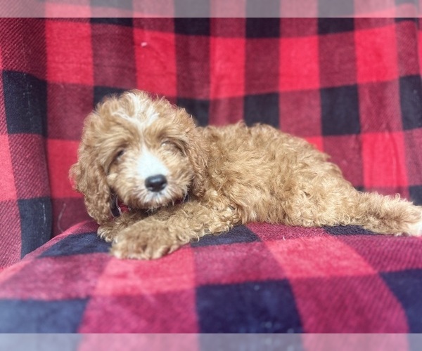 Medium Photo #4 Cavapoo Puppy For Sale in LAKELAND, FL, USA