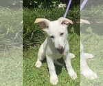Small #1 German Shepherd Dog
