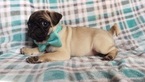 Small Photo #4 Pug Puppy For Sale in EDEN, PA, USA