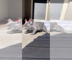 French Bulldog Puppy for sale in COLLEGE STA, TX, USA