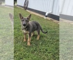 Small #9 German Shepherd Dog