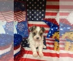 Small #6 Yorkshire Terrier