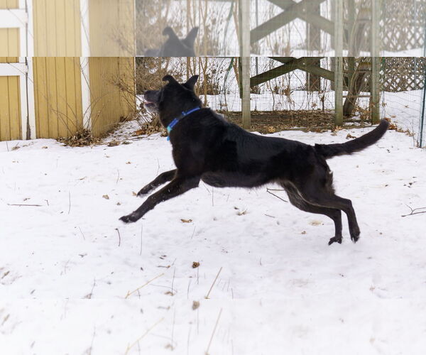 Medium Photo #11 Shepradors Puppy For Sale in Princeton, MN, USA