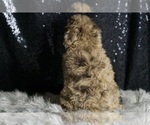 Small #6 Poodle (Toy)