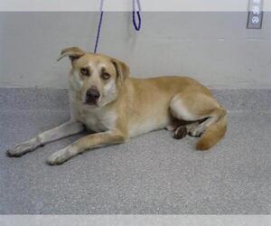 Labrador Retriever-Unknown Mix Dogs for adoption in Pasadena, TX, USA