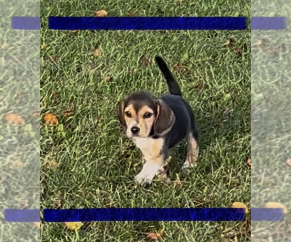 Medium Photo #1 Beagle Puppy For Sale in MINERAL POINT, WI, USA