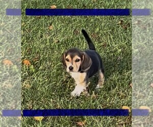 Beagle Puppy for sale in MINERAL POINT, WI, USA
