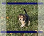 Small Beagle