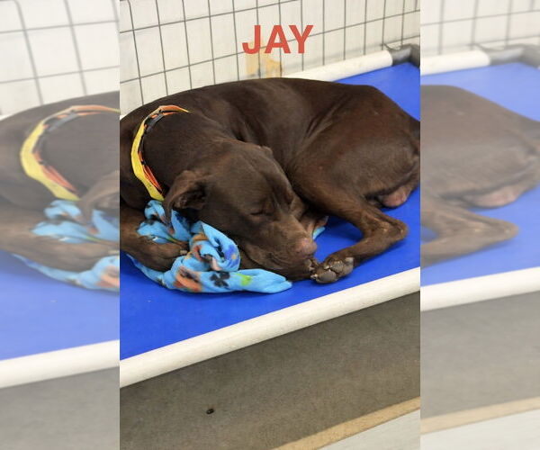 Medium Photo #7 Labrador Retriever-Unknown Mix Puppy For Sale in Foristell, MO, USA