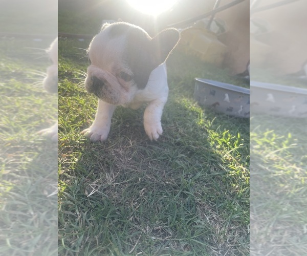 Medium Photo #20 French Bulldog Puppy For Sale in ARLETA, CA, USA