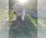 Small #19 French Bulldog