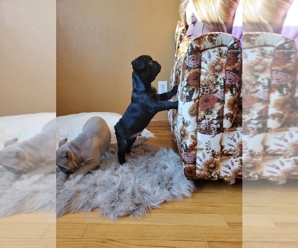 Medium Photo #39 French Bulldog Puppy For Sale in MINNEAPOLIS, MN, USA